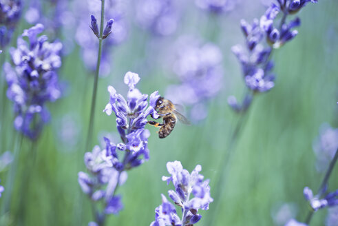 Bee on lavender, lavandula angustifolia - CZF000253