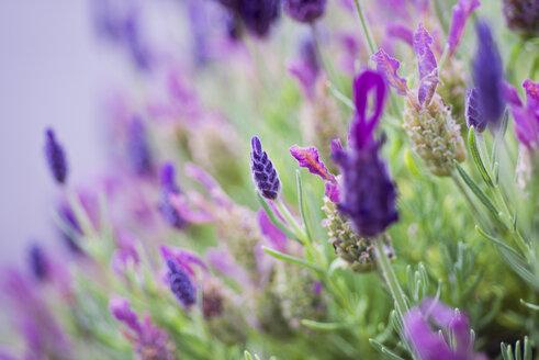 Gekrönter Lavendel, lavandula stoechas - CZF000254