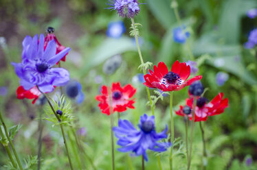 Lila und rote Anemonen, Blüten - CZF000255