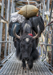 Nepal, Himalaya, Yak beim Gepäcktransport auf Brücke - ALRF000579