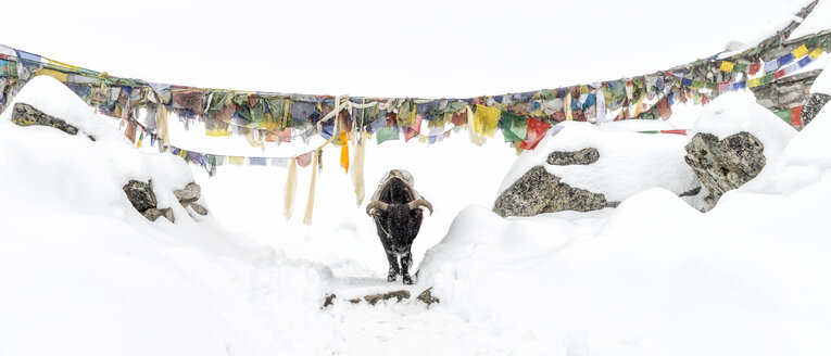 Nepal, Himalaya, Solo Khumbu, Ama Dablam, Yak auf dem Weg im Schnee - ALRF000640