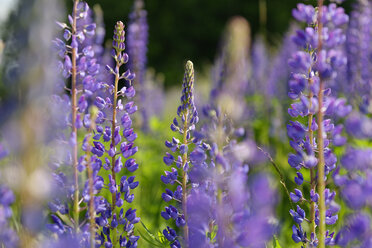 Österreich, Burgenland, Großblättrige Lupine, Lupinus polyphyllus - LBF001440