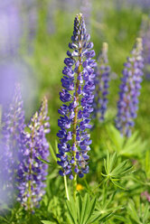 Österreich, Burgenland, Großblättrige Lupine, Lupinus polyphyllus - LBF001441