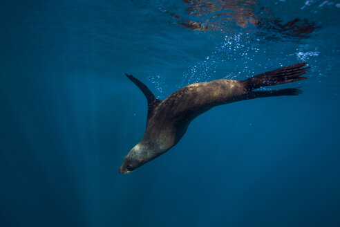 South Africa, Cape Town, fur seal, Arctocephalus pusillus - YRF000115