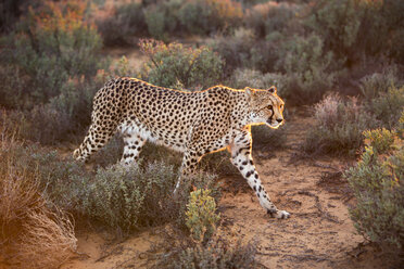 Südafrika, Gepard, Acinonyx jubatus - YRF000116