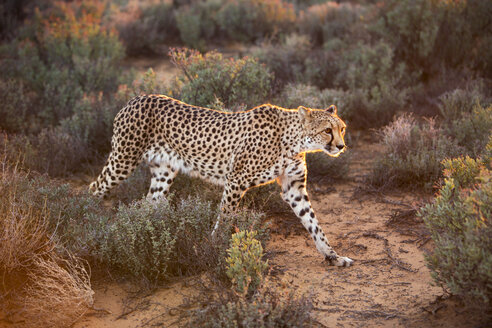 South Africa, cheetah, Acinonyx jubatus - YRF000116