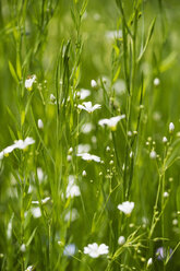 Blumenwiese, weiße Blumen - MYF001601