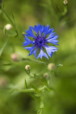 Blaue Kornblume, Centaurea cyanus, lizenzfreies Stockfoto