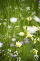 Deutschland, Blumenwiese - MYF001604