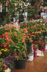 Türkei, Istanbul, Blumen auf dem Markt - BZF000307