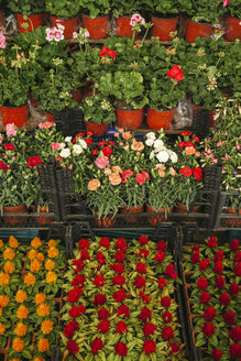 Türkei, Istanbul, Blumen auf dem Markt - BZF000308