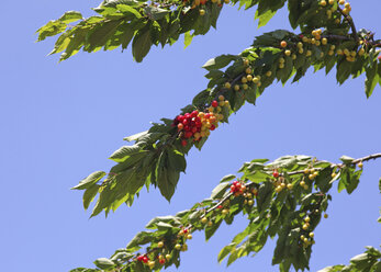 Cherries on tree - JTF000756