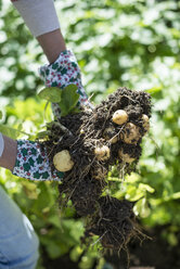 Harvesting potatoes - DEGF000840