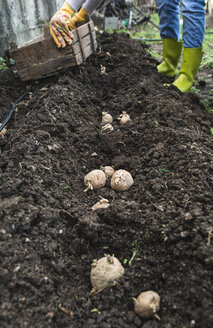 Kartoffeln pflanzen - DEGF000841