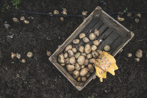 Kartoffeln in Holzkiste, lizenzfreies Stockfoto