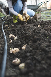 Planting potatoes - DEGF000845