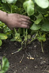 Checking small growing potatoes - DEGF000849