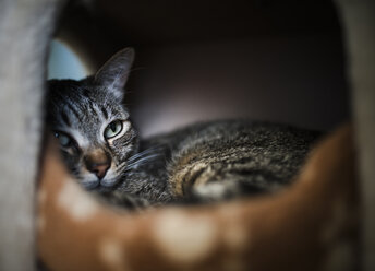Tabby cat resting in his lair - RAEF001229