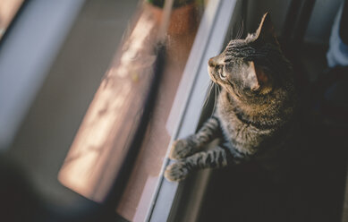 Getigerte Katze schaut durchs Fenster - RAEF001230