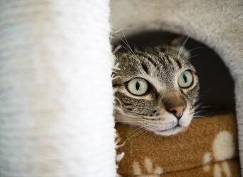 Portrait of tabby cat peeking out of lair - RAEF001232