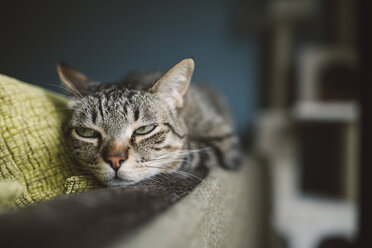 Porträt einer getigerten Katze, die auf der Rückenlehne einer Couch schläft - RAEF001233