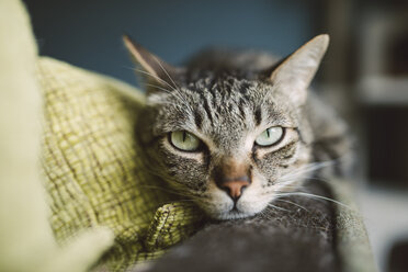 Porträt einer getigerten Katze, die sich auf der Rückenlehne einer Couch ausruht - RAEF001234