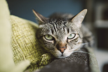 Portrait of tabby cat relaxing on the backrest of a couch - RAEF001234