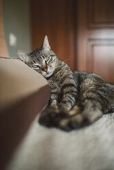 Tabby cat resting on the pillow of the bed - RAEF001236