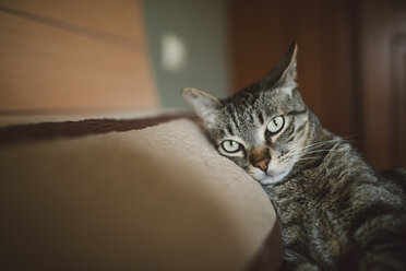 Getigerte Katze, die auf dem Kissen des Bettes ruht und in die Kamera schaut - RAEF001237