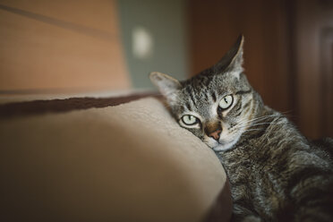 Tabby cat resting on the pillow of the bed and looking at camera - RAEF001237