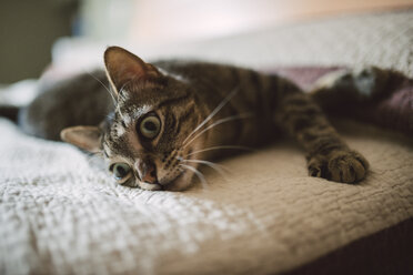 Getigerte Katze entspannt sich auf dem Bett - RAEF001239