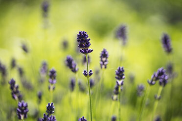 Lavendel, Lavandula angustifolia, im Garten - MYF001611