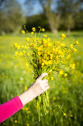 Hand eines Mädchens hält einen Strauß Butterblumen - SARF002804