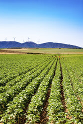 Spanien, Andalusien, Feld mit jungen Sonnenblumen, Ernte - SMAF000471