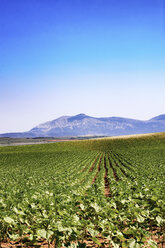 Spanien, Andalusien, Feld mit jungen Sonnenblumen, Feldfrüchte - SMAF000472