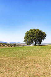 Spanien, Andalusien, Olivenbaum mit Olivenhain im Hintergrund - SMAF000483