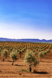 Spanien, Andalusien, Olivenbaumplantage im Frühling - SMAF000485