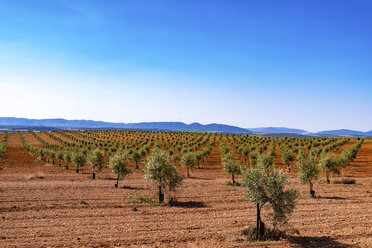 Spain, Andalusia, Olive plantation in spring - SMAF000486