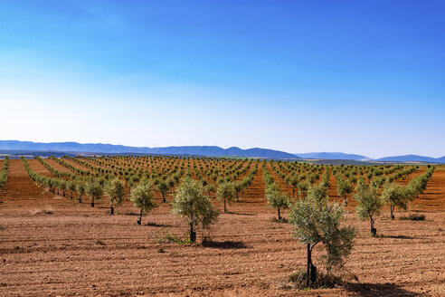 Spanien, Andalusien, Olivenbaumplantage im Frühling - SMAF000486