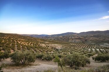 Spanien, Andalusien, Hügel und Olivenhaine - SMAF000487