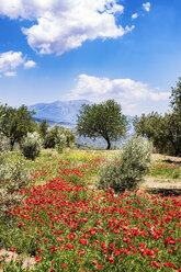 Spanien, Andalusien, Olivenhaine, Mohnblumen im Frühling - SMAF000488