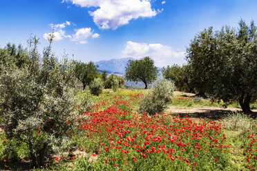 Spanien, Andalusien, Olivenhain, Olivenbäume und Mohnblumen im Frühling - SMAF000489