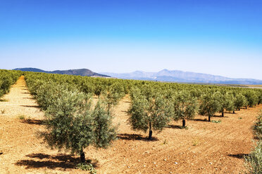 Spanien, Andalusien, Olivenbaumplantage im Frühling - SMAF000490