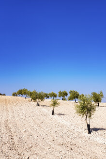 Spanien, Andalusien, Olivenbaumplantage im Frühling - SMAF000491