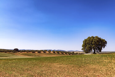 Spanien, Andalusien, Olivenbaumplantage im Frühling - SMAF000492