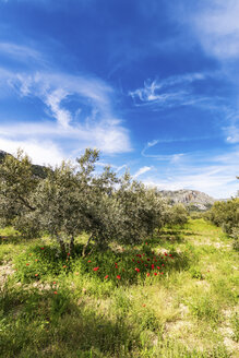 Spanien, Andalusien, Olivenbaumplantage im Frühling - SMAF000493