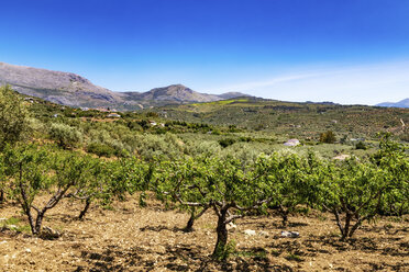Spain, Andalusia, Periana, Olive plantation in spring - SMAF000494