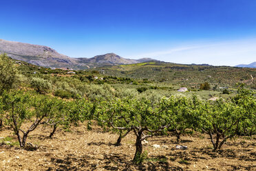 Spanien, Andalusien, Periana, Olivenbaumplantage im Frühling - SMAF000494