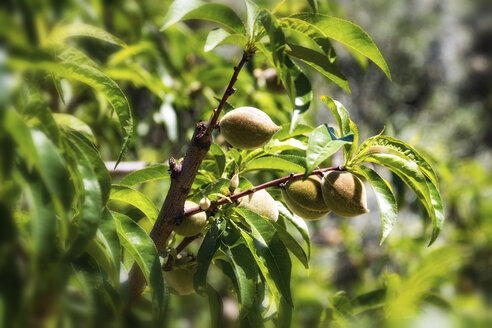 Spanien, Andalusien, Pfirsichgarten, Baum und Früchte - SMAF000495