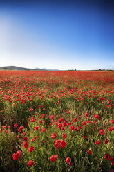 Spain, Andalusia, Villanueva de Trabuco, poppy field - SMAF000496